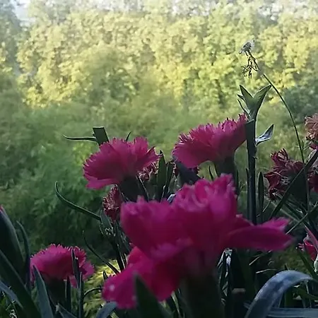 ベッド・アンド・ブレックファスト Le Dormeur Du Val Le Mas-dʼAgenais